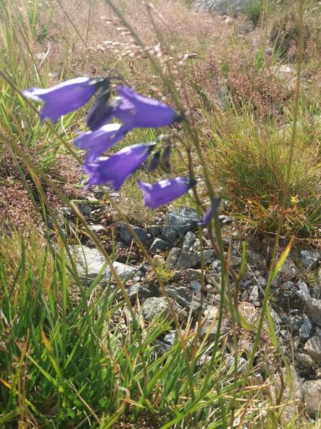  - Transalpina august 2019
