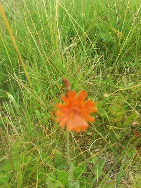  - Transalpina august 2019