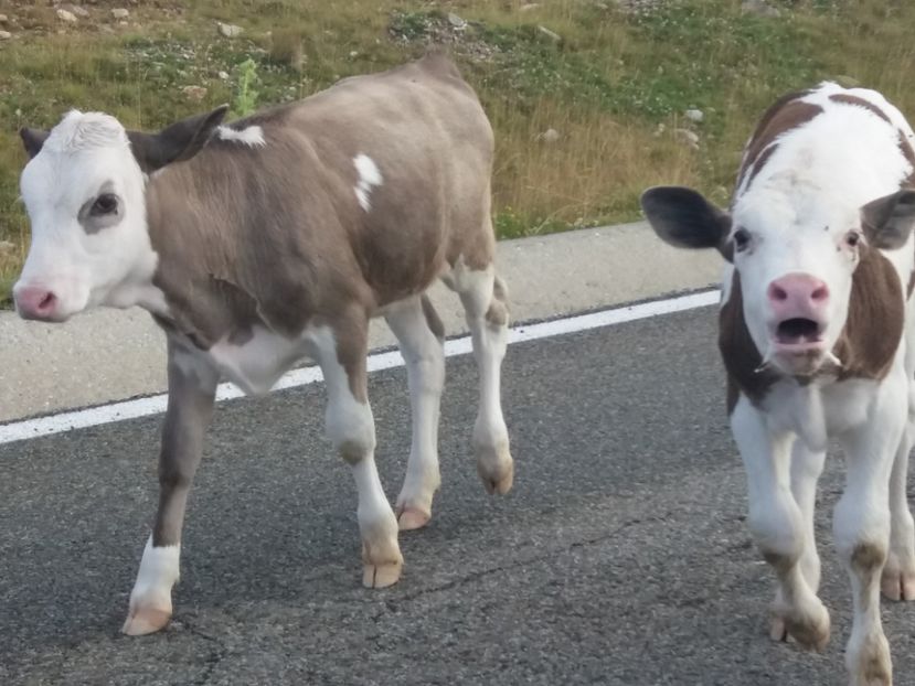  - Transalpina august 2019