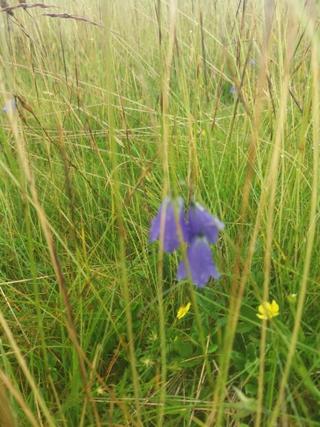  - Transalpina august 2019