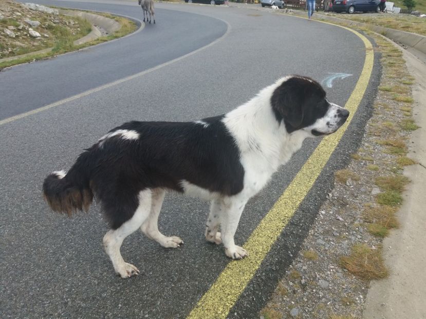  - Transalpina august 2019