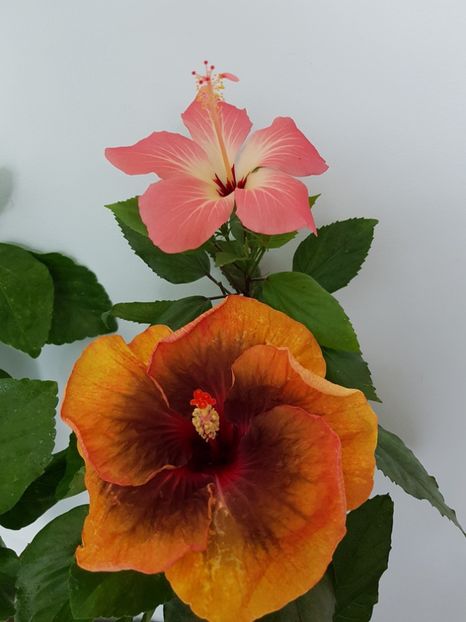  - HIBISCUS 2019