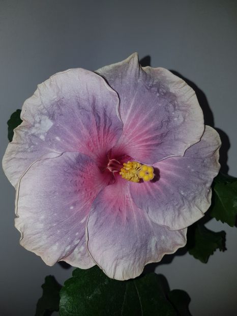  - HIBISCUS 2019