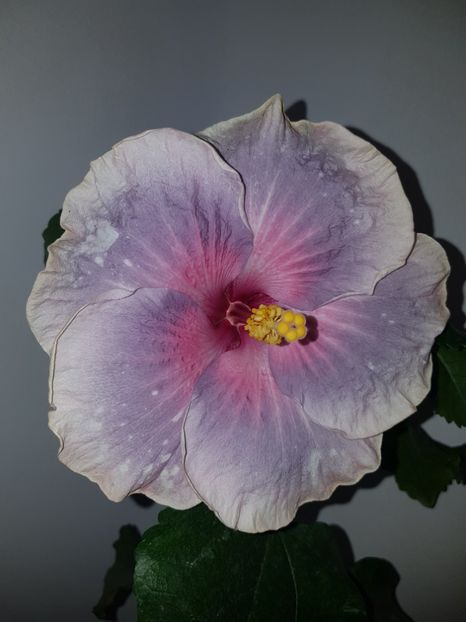  - HIBISCUS 2019
