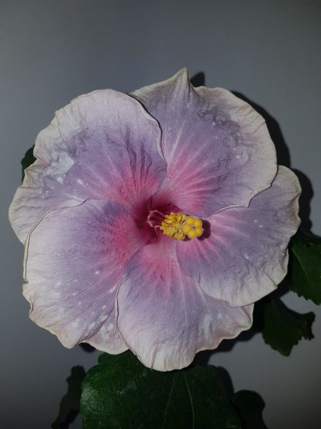  - HIBISCUS 2019