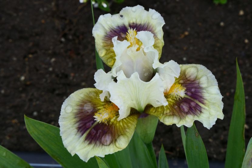 P1400633 - 2019_01_Irisi pitici si medii