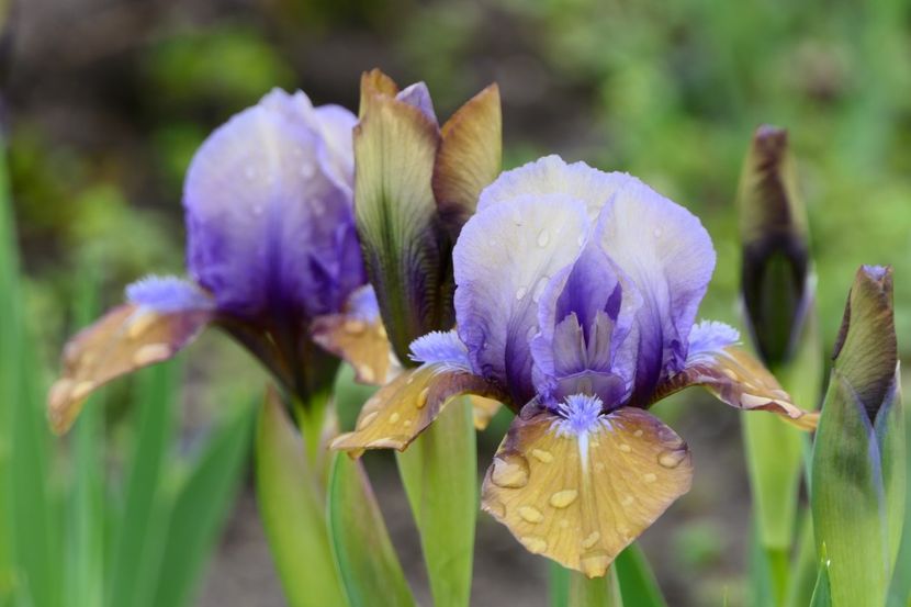 P1400791 - 2019_01_Irisi pitici si medii