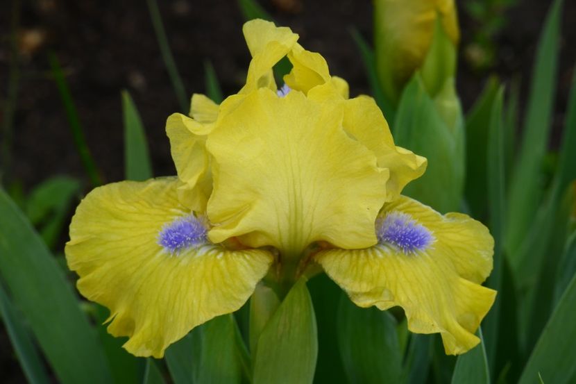 P1410399 - 2019_01_Irisi pitici si medii