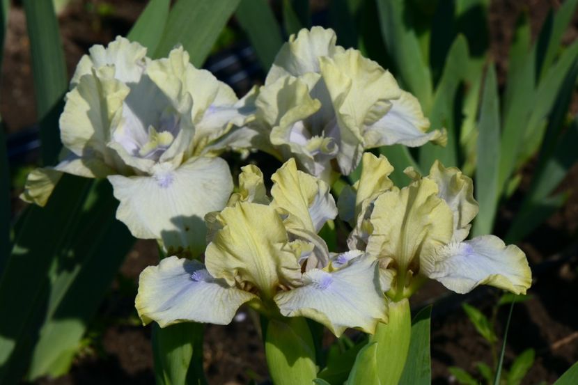 P1410944 - 2019_01_Irisi pitici si medii