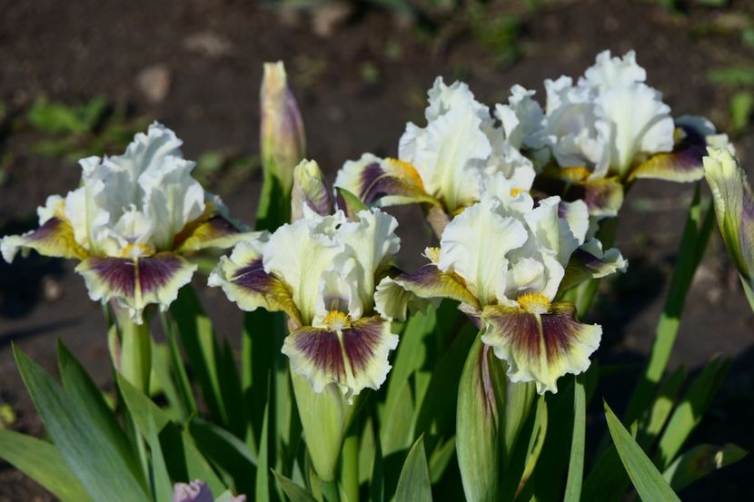 P1410959 - 2019_01_Irisi pitici si medii