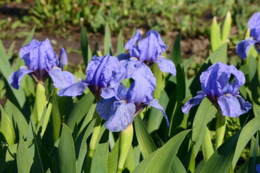 P1420133 - 2019_01_Irisi pitici si medii