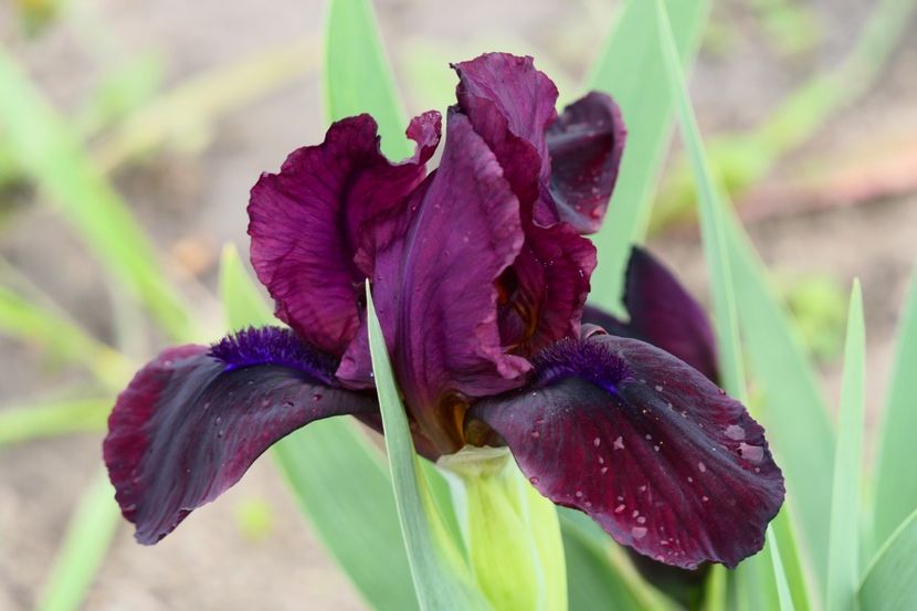 P1410949 - 2019_01_Irisi pitici si medii