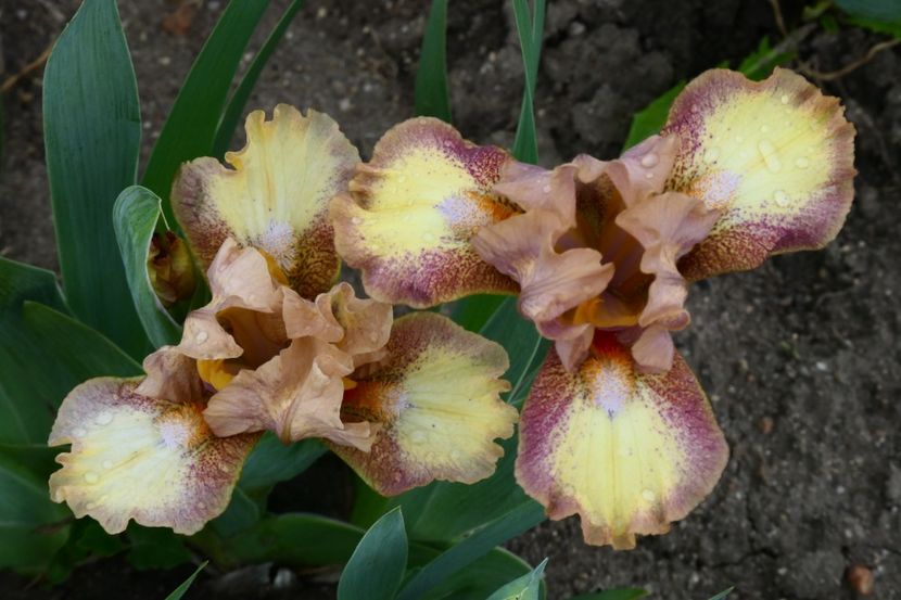 P1430006 - 2019_01_Irisi pitici si medii