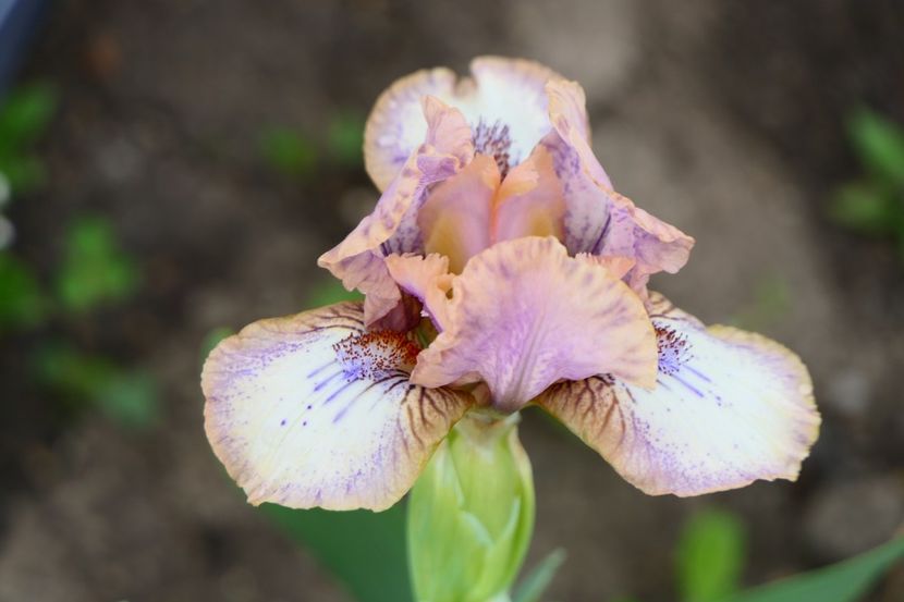 P1430016 - 2019_01_Irisi pitici si medii