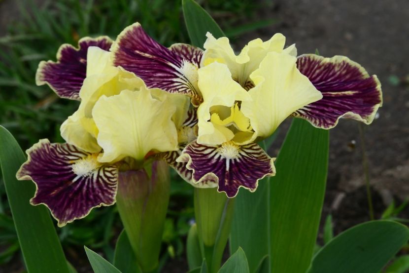 P1430064 - 2019_01_Irisi pitici si medii