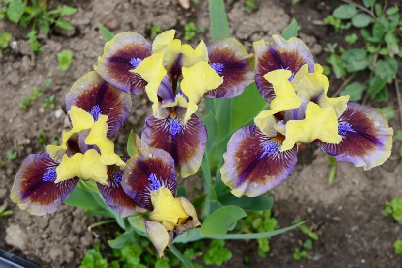 P1430111 - 2019_01_Irisi pitici si medii