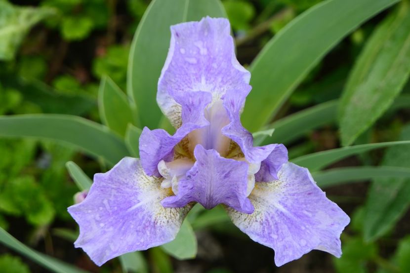 P1430138 - 2019_01_Irisi pitici si medii