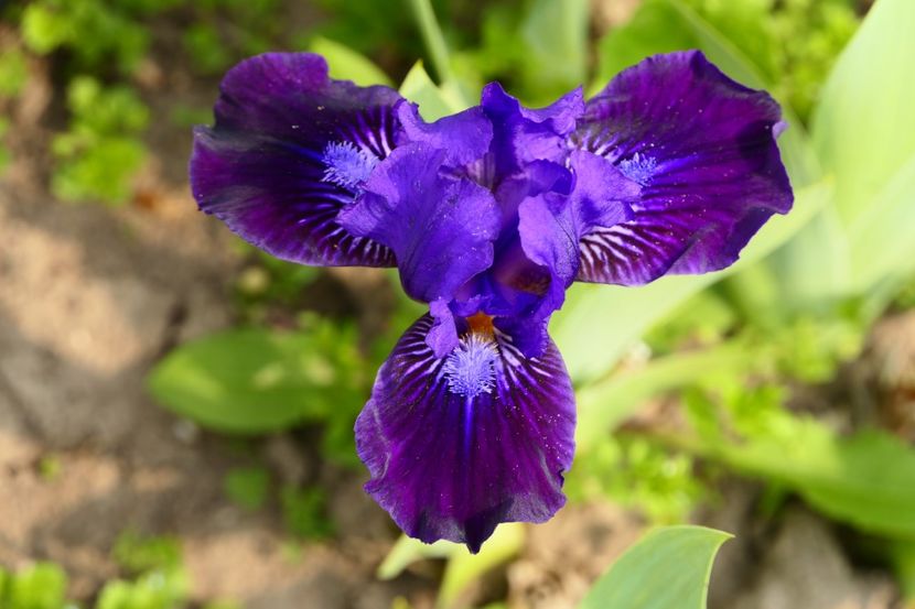 P1450516 - 2019_01_Irisi pitici si medii