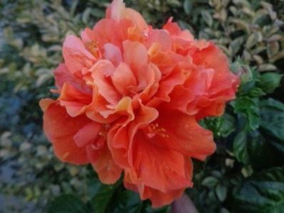 De la mariahibiscus - 4-Trandafiri japonezi 2019