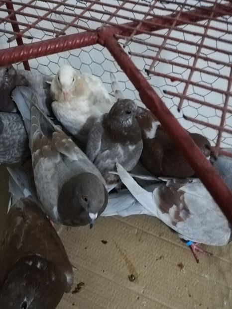  - Porumbei Gutani Pui 2019