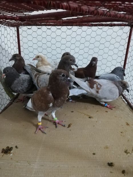  - Porumbei Gutani Pui 2019