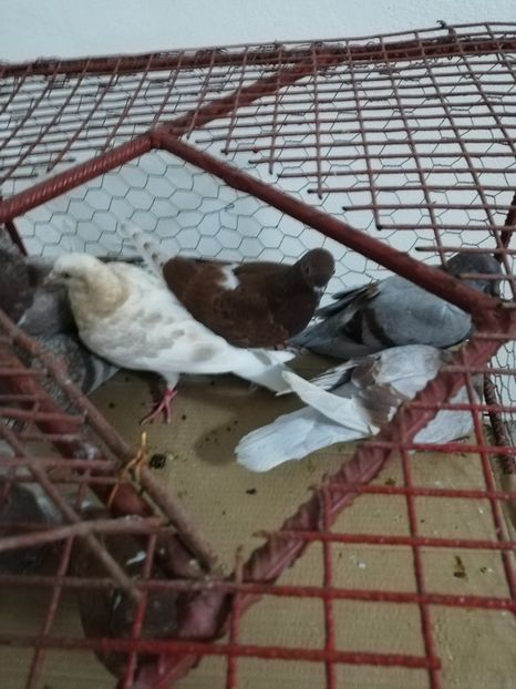  - Porumbei Gutani Pui 2019