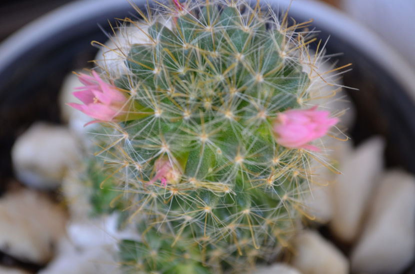  - suculente si cactusi