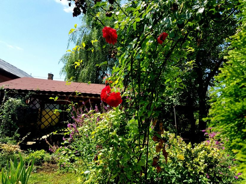  - 2019 Vara si Toamna
