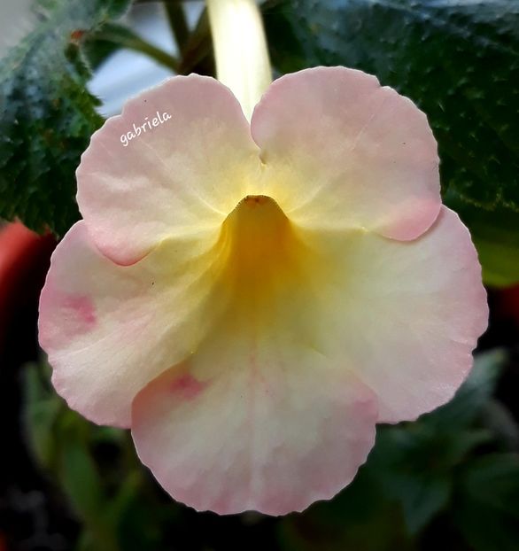 Strauberry Lemon - Achimenes