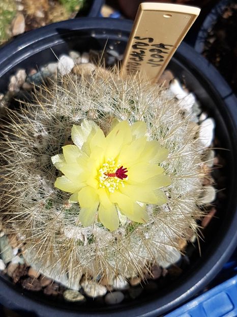 Inca o floare la notocactus scopa - Cactusi si plante suculente 2017-2018-2019