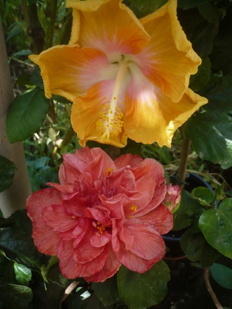 P1420376 - HIBISCUSI 2019-2