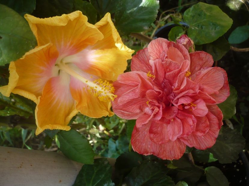 P1420377 - HIBISCUSI 2019-2