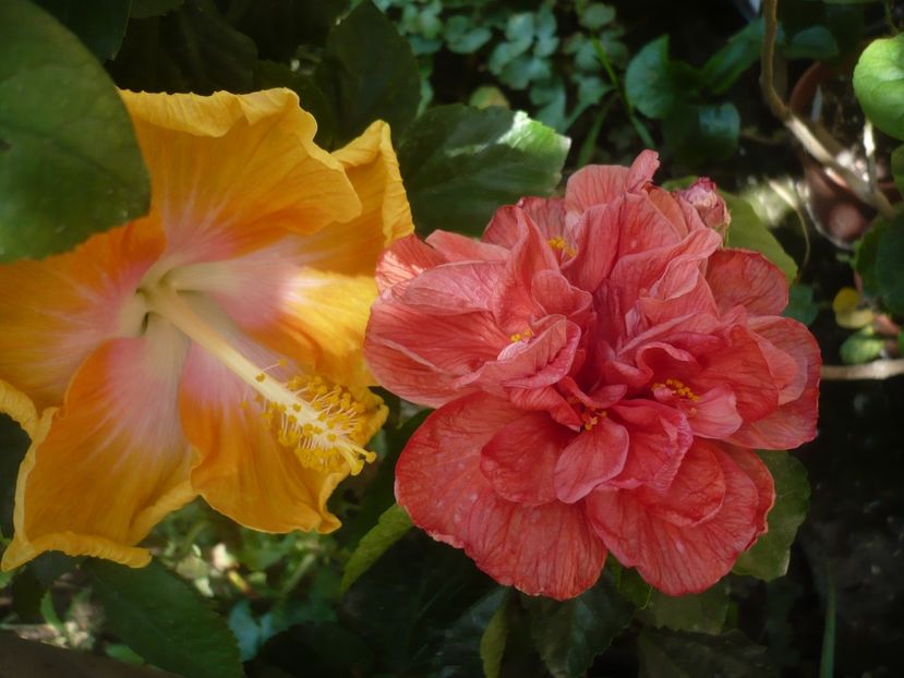 P1420378 - HIBISCUSI 2019-2