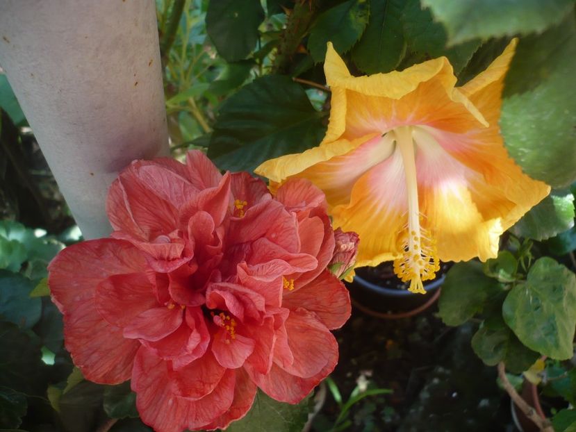 P1420379 - HIBISCUSI 2019-2