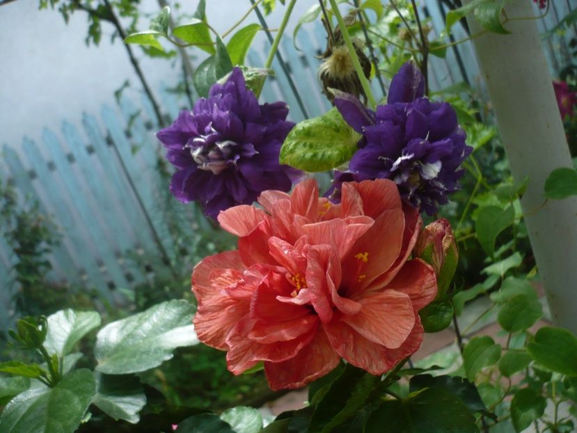 P1420381 - HIBISCUSI 2019-2