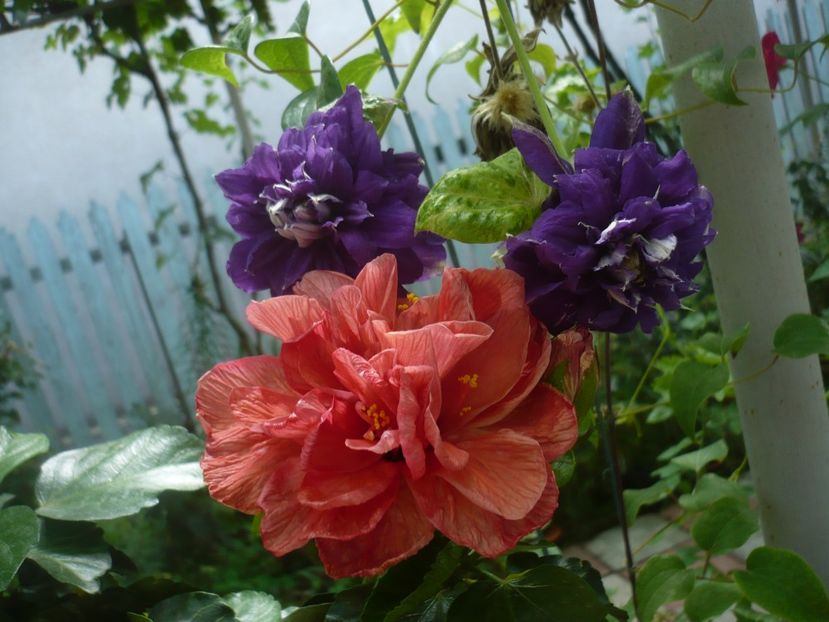 P1420382 - HIBISCUSI 2019-2