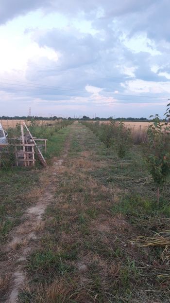  - Livada 1 anul ll 2019