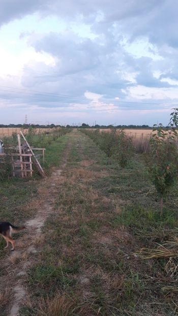  - Livada 1 anul ll 2019