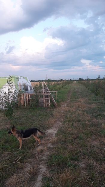  - Livada 1 anul ll 2019