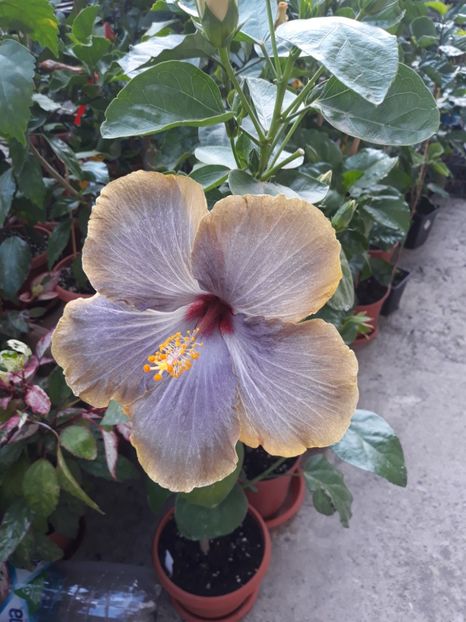  - RK Magical Evening