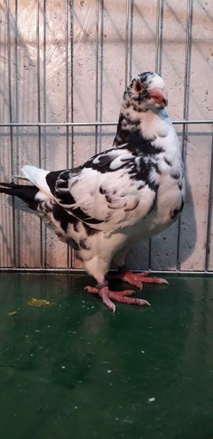 F 2019 - Tineret 2019