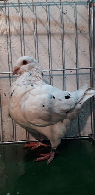 F 2019 - Tineret 2019