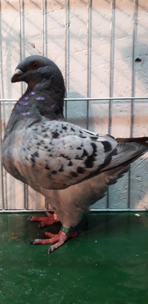 F 2019 - Tineret 2019