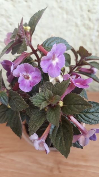  - R20 - Petite Nicole