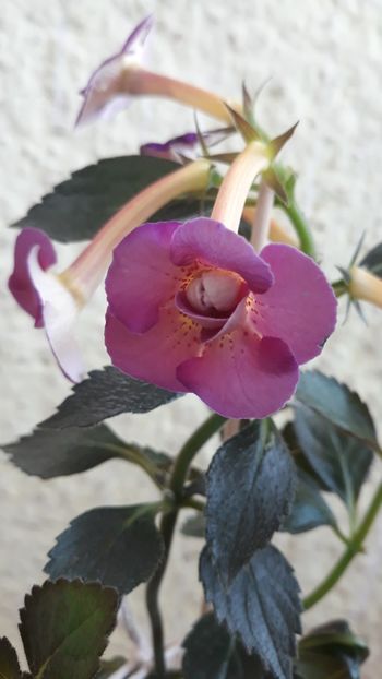  - R19 - Plum Orchard - renuntat