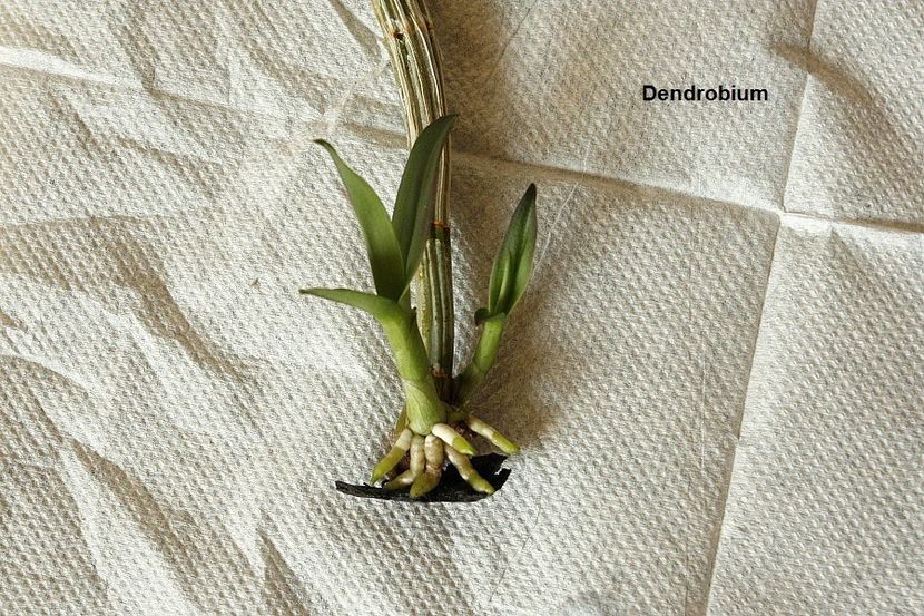 03.08.19 - 1 Transplant dendrobium