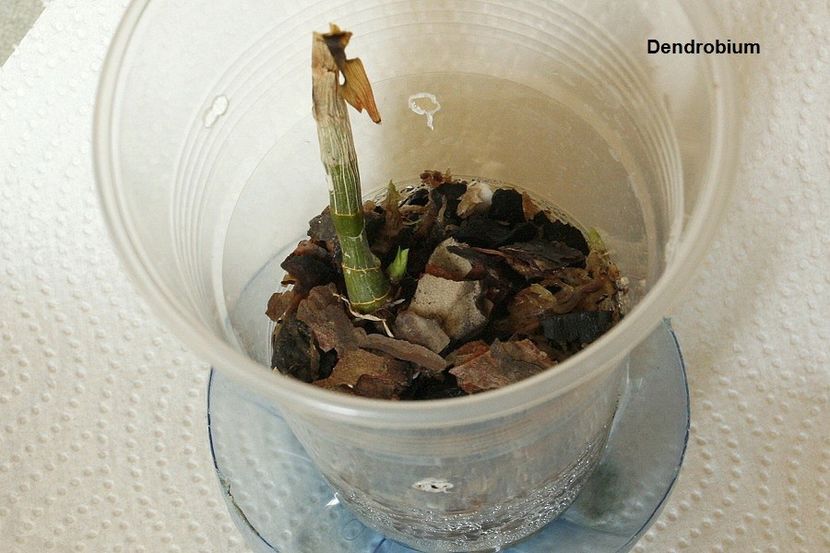 03.08.19 - 1 Transplant dendrobium