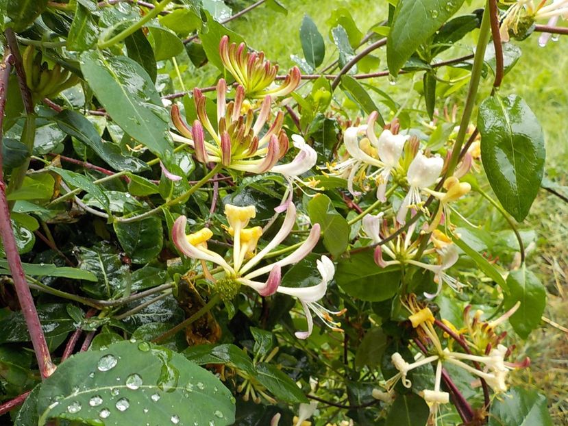  - lonicera