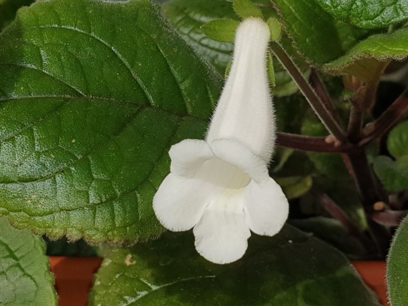 =3= - Sinningia 2019