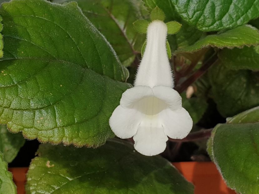 =3= - Sinningia 2019